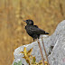 Black Wheatear