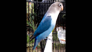 Menjadikan Lovebird Fighter Balibu Dan Dewasa 