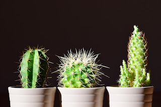 3 spikey cacti in a row