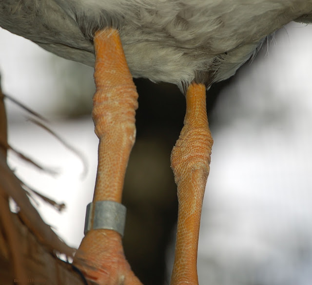 A magpie goose has orange legs.