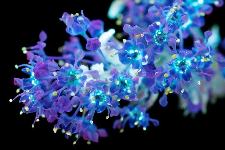 樹沃客樹藝 紫外光攝影ultraviolet Photography Reveals The Unexpected Fluorescence Of Flowers