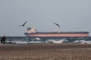 Arctic Skua and 2nd summer Long-tailed Skua