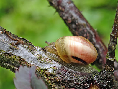 Schnecke