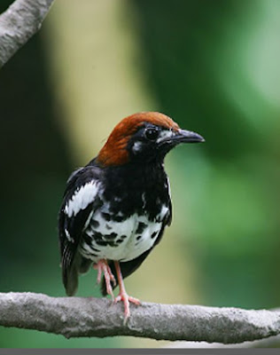 burung anis kembang