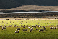 Sheep - Photo by Martin Bisof on Unsplash