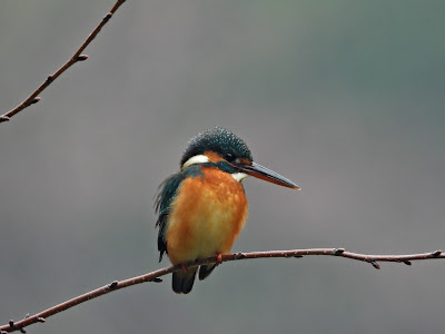 Common Kingfisher in Wangling in January