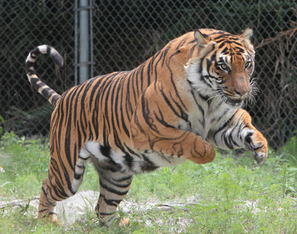 Encyclopedia: Tiger Running