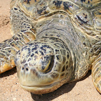 Balinese Sea Turtle