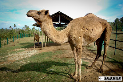 ParadiZoo theme farm, Tagaytay