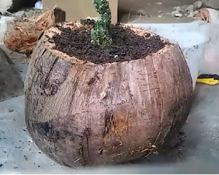 coconut husk, DIY plant pot s