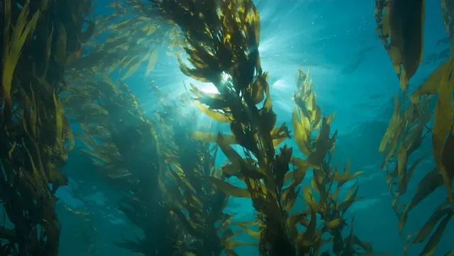 Beneficios del alga kelp en la salud