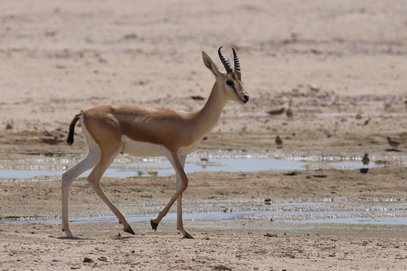 Arabian Gazelle | Animal Wildlife