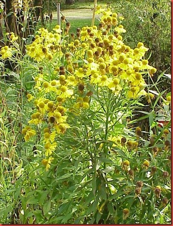 sneezeweed