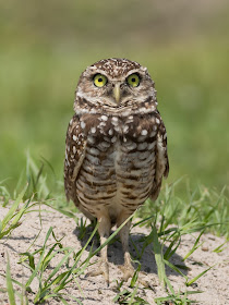 Burrowing Owl - Brian Piccolo Sports Park, Florida