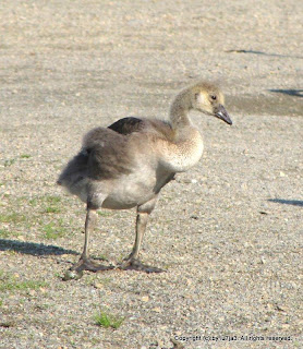 Canada Goose Goslings