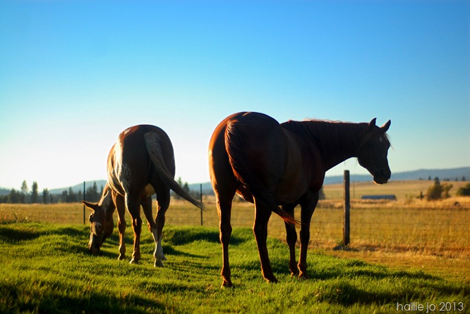 Horses2