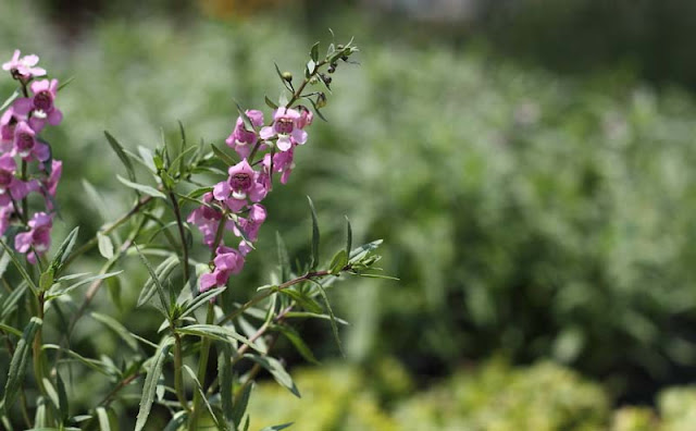 Angelonia Flowers Pictures