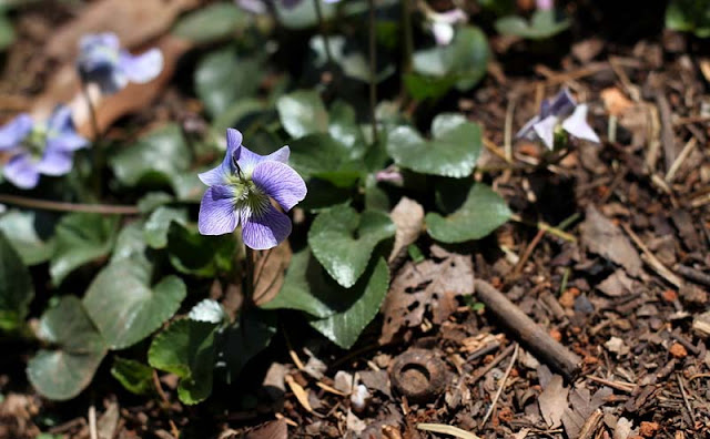 Labrador Violet Flowers