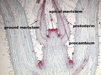 Jaringan Meristem pada Tumbuhan