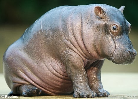 http://www.dailymail.co.uk/news/article-1096345/VIDEO-Big-mamma-hippo-shows-adorable-new-calf-Paula-taking-swim.html