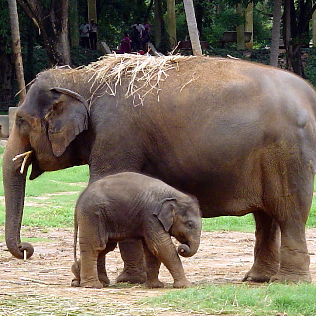 Foto Foto Binatang Gambar  Gajah