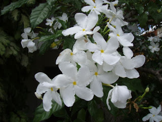 Jasmin