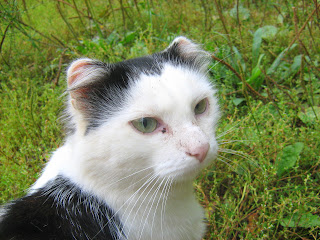 Earless Black and White Cat