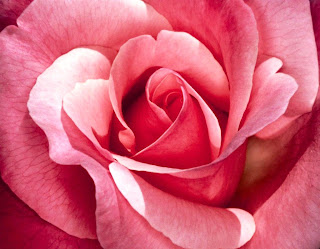 flores-flowers-fleurs-imagens de flores