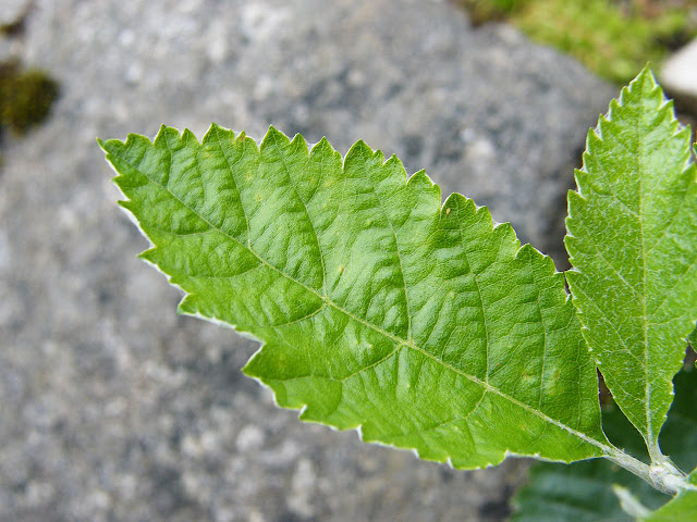 Ария скалистая / Рябина скалистая (Aria rupicola, =Sorbus salicifolia)