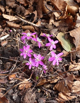 024 Hepatica nobilis, blåsippa Daniel Grankvist