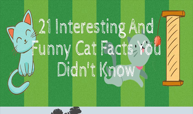  21 Interesting and Funny Cat Facts You Didn’t Know 