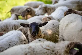 Gradual introduction strategies for new animals on a mini farm