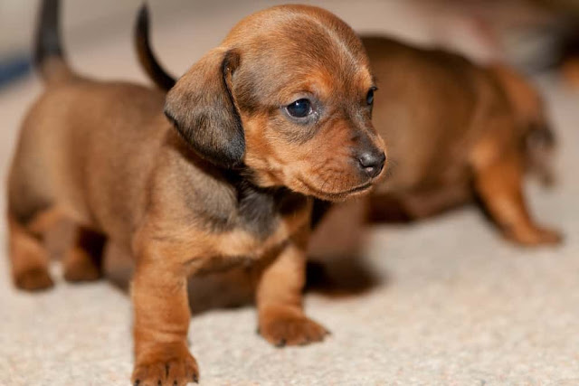 dachshund puppies