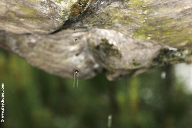 Goute à goute en forêt de Fontainebleau, (C) 2014 Greg Clouzeau