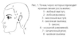 Зоны волосяного покрова головы