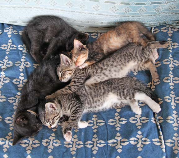 types of flowers with lots of petals Upstairs five of the kittens were taking a nap in a pile. So cute. | 576 x 509