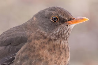 DFBridgeman Blackbird