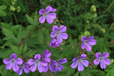 Geranium sylvaticum – Wood Crane’s Bill (#34)