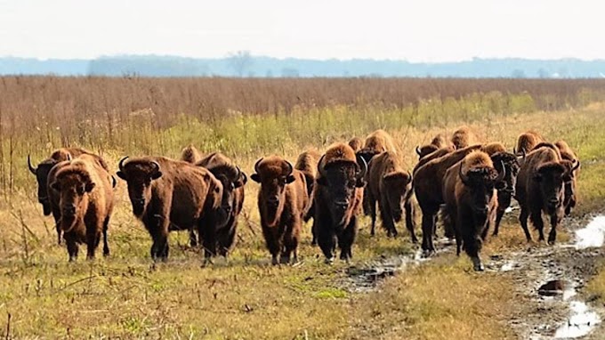 For the first time in 200 years, bison roaming in Indiana is free   