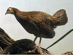 Ayam Hutan Hijau,Green Javanese Junglefowl ,Forktail ,Javan Junglefowl , Green Junglefowl