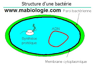  Les bactéries Colonisent la plupart des milieux