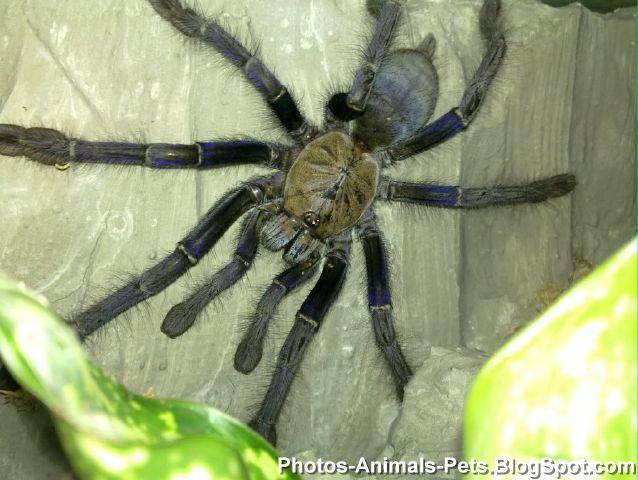Pets cobalt blue spider