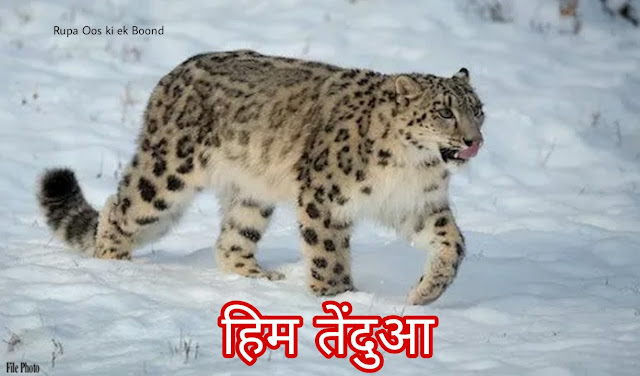 हिमाचल प्रदेश का राज्य पशु "हिम तेंदुआ" || State Animal of Himachal Pradesh