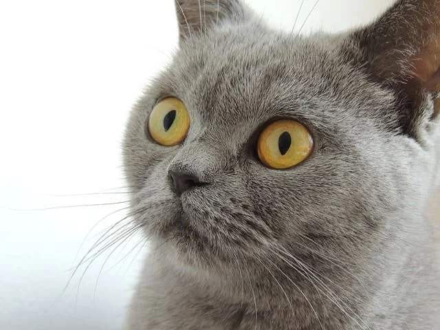Top 10 Most Beautiful cutest cat in the world