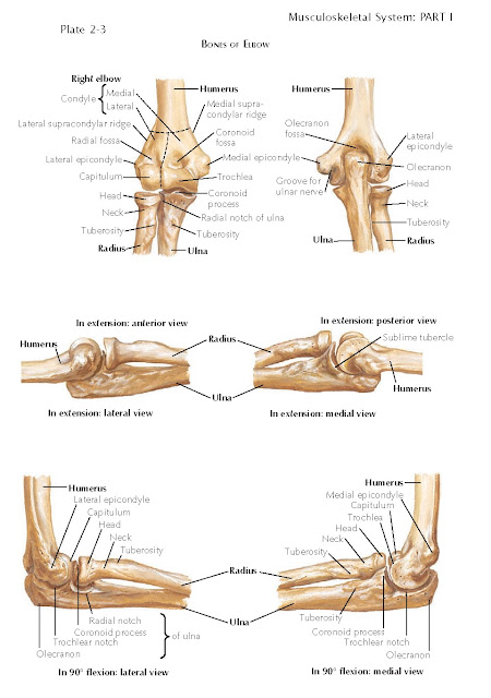 BONES OF ELBOW