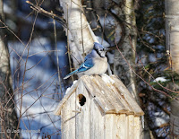 Blue Jay on bird house near O’Leary, PEI – Feb. 9, 2018 – © Jodi Arsenault