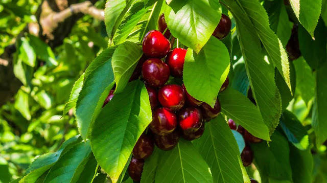 Great cherry benefits for maintain a healthy bones and muscles.