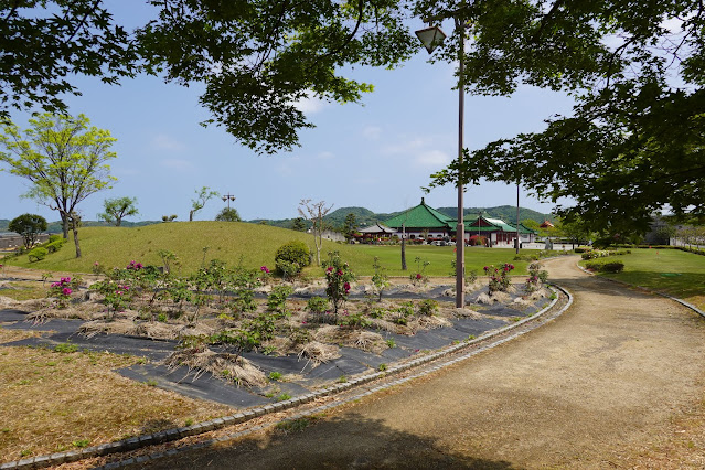 鳥取県東伯郡湯梨浜町引地　中国庭園燕趙園　ボタン（牡丹）