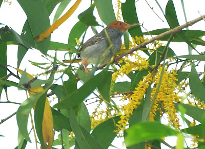 Ashy Tailorbird (Orthotomus ruficeps)