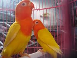  Gambar Aneka Jenis Burung Lovebird 